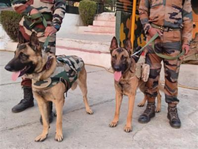 Haryana Police deploy 63 dogs to sniff out crime