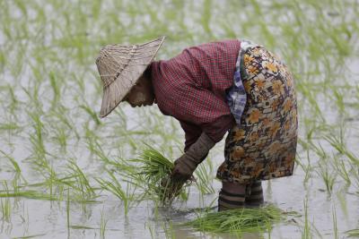 South Korea's rice output keeps falling in 2024