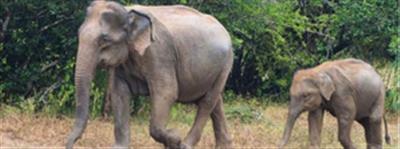 Three elephants found dead in Sambalpur in Odisha