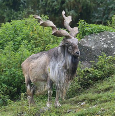 Rare wild goat Markhor seen in J&K’s Baramulla