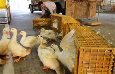 New Zealand gears up for avian influenza response