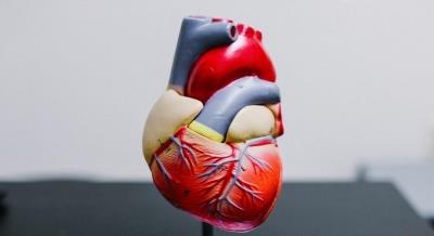 Heart muscles can regenerate in some people, says study