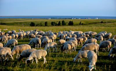 Mongolia begins exporting live sheep to Uzbekistan