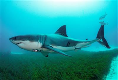 Man dies after shark attack off Australia coast