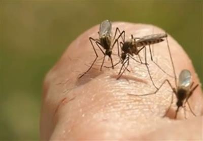 Health alert issued over deadly mosquito-borne virus in southeast Australia