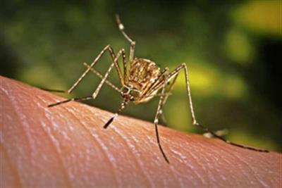 Japanese encephalitis warning issued in Australian state