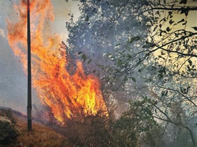 Massive wildfire breaks out in Arunachal; no casualties