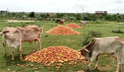 झारखंड के किसान टमाटर की कीमतों में भारी गिरावट के कारण उसे सड़ने को मजबूर हैं