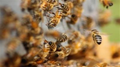 Man dies in bee attack in MP's Shahdol