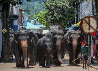 Lankan railways announces new speed limits to protect wild elephants