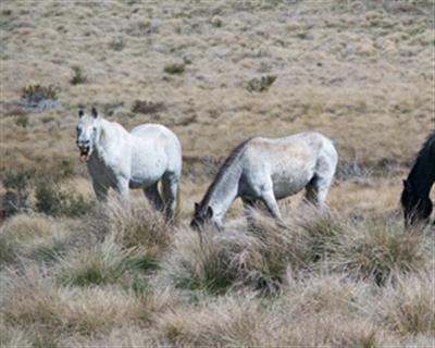 Australian state ends aerial shooting of wild horses